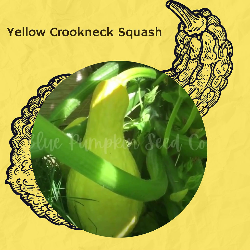 Miniatura: Yellow crookneck squash seeds.