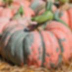 Thumbnail: A single Rascal F1 pumpkin on a bed of hay.