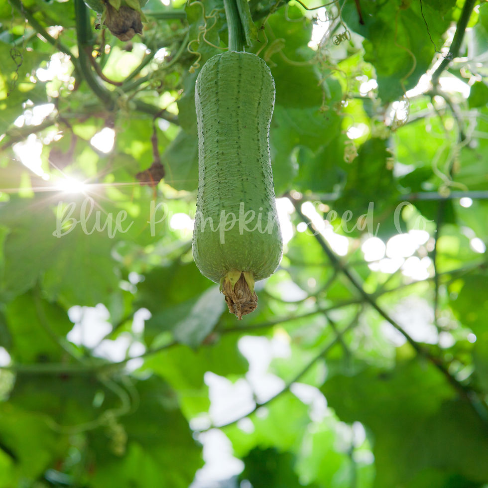 Thumbnail: A single hanging Luffa gourd.