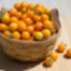 A basket of Sun Gold tomatoes.