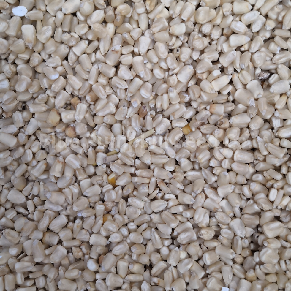 Thumbnail: Silver Queen corn kernels.