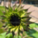 Thumbnail: Sunfill Purple F1 sunflower.