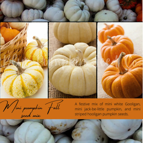 Hooligans Mini Pumpkin Seeds – Small, Tough Gourds Perfect For Fall Decorating