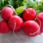 A bunch of freshly washed Crimson Giant Red Radishes.