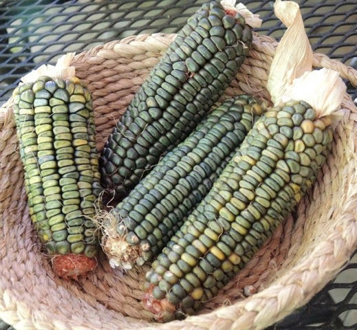 Thumbnail: Oxacan Green corn in a basket.