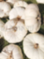 Thumbnail: Several Flat Stacker pumpkins in the grass.
