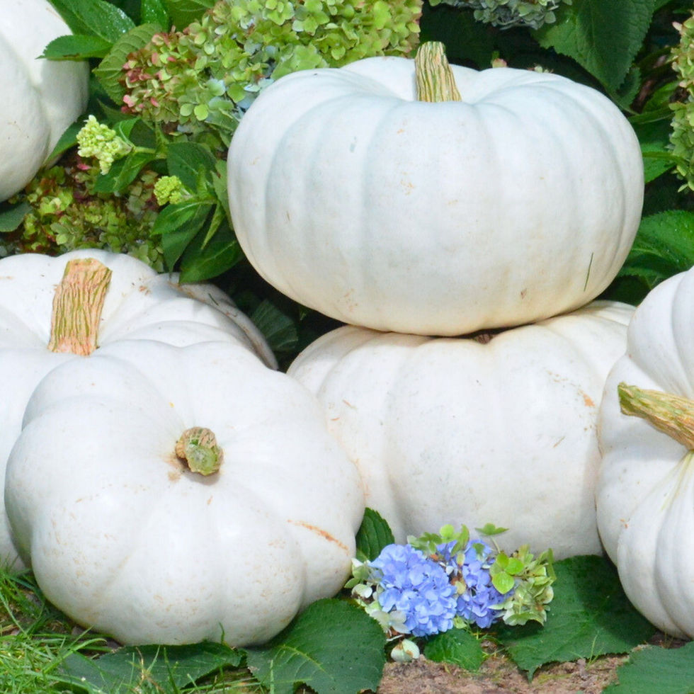 Moon Whisper pumpkins stacked on top of one another.