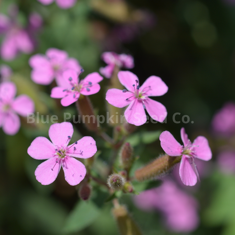 Thumbnail: A few soapwort flowers in a garden.