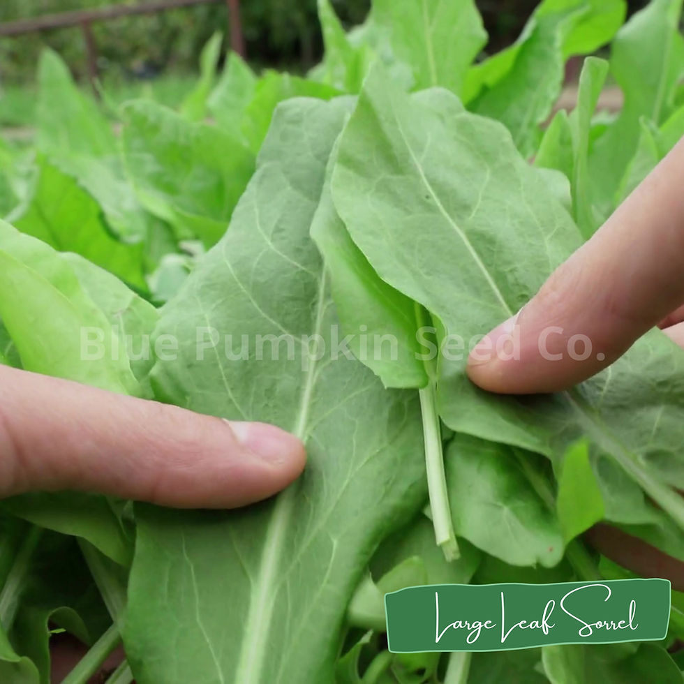 Miniatura: Large leaf sorrel seeds.