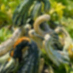 Several mixed gourds.