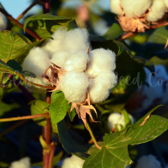 Thumbnail: Cotton grew from the cotton plant.