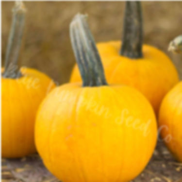 A few Sunlight pumpkins.