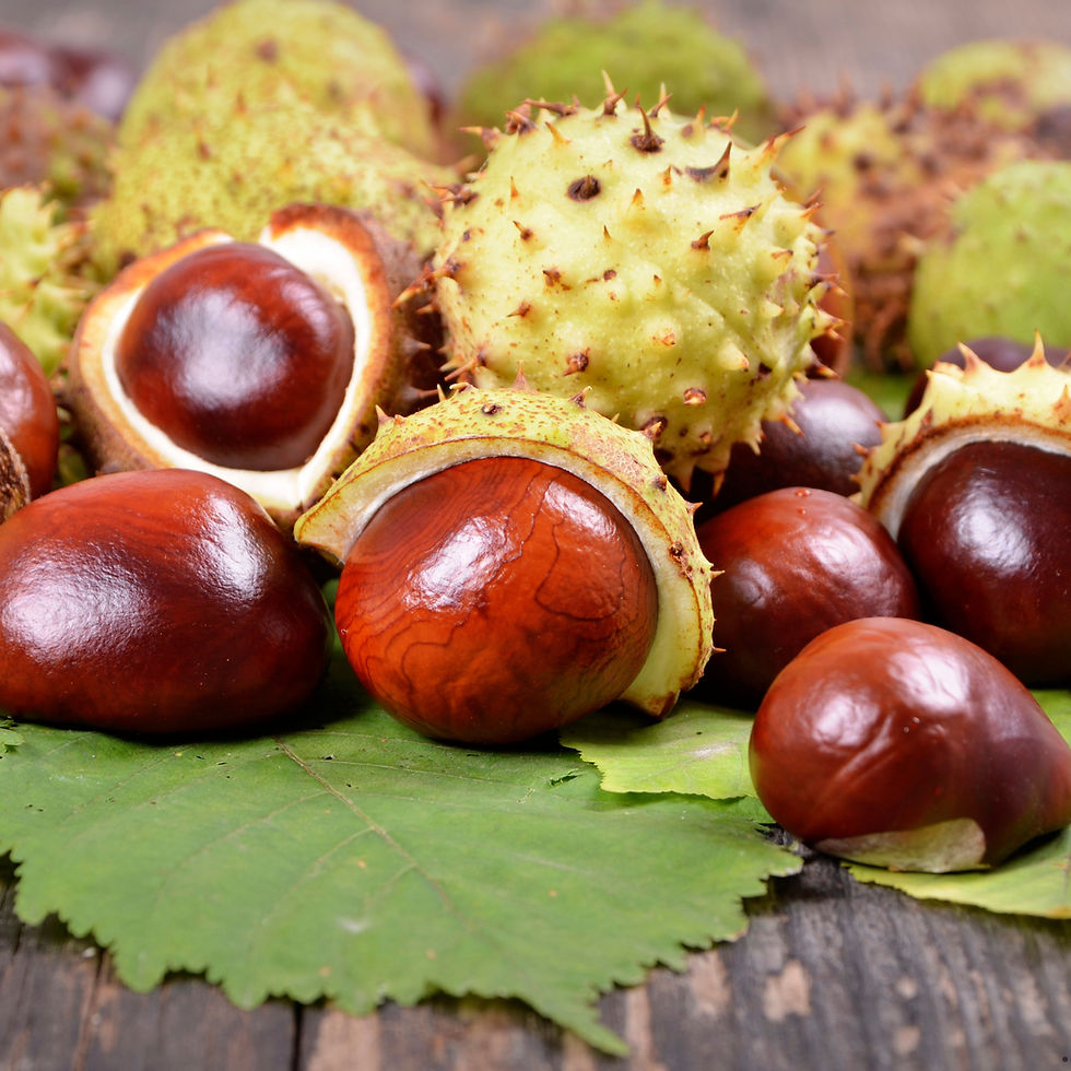 Chinese Chestnuts next to fresh Chinese Chestnuts.