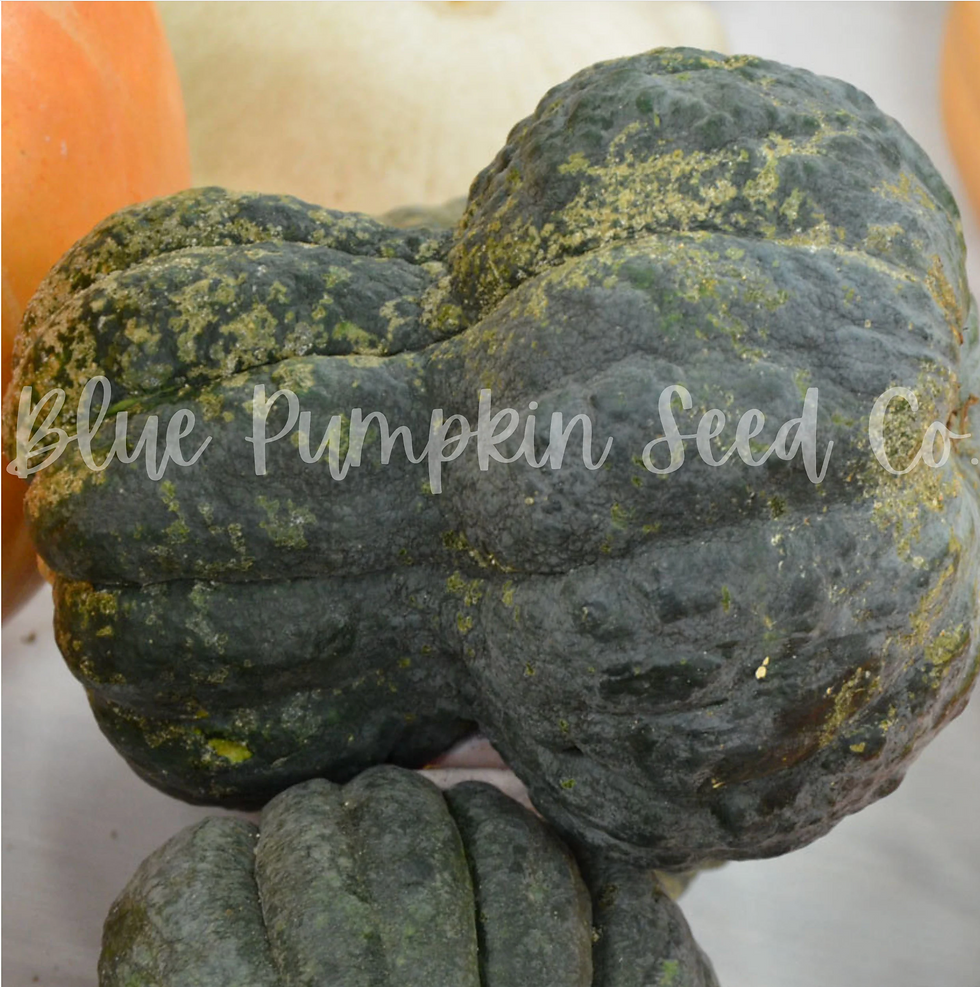 Miniatura: Shishigatani pumpkins in various stages of maturity and color.