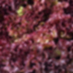 Lolla rosso lettuce.