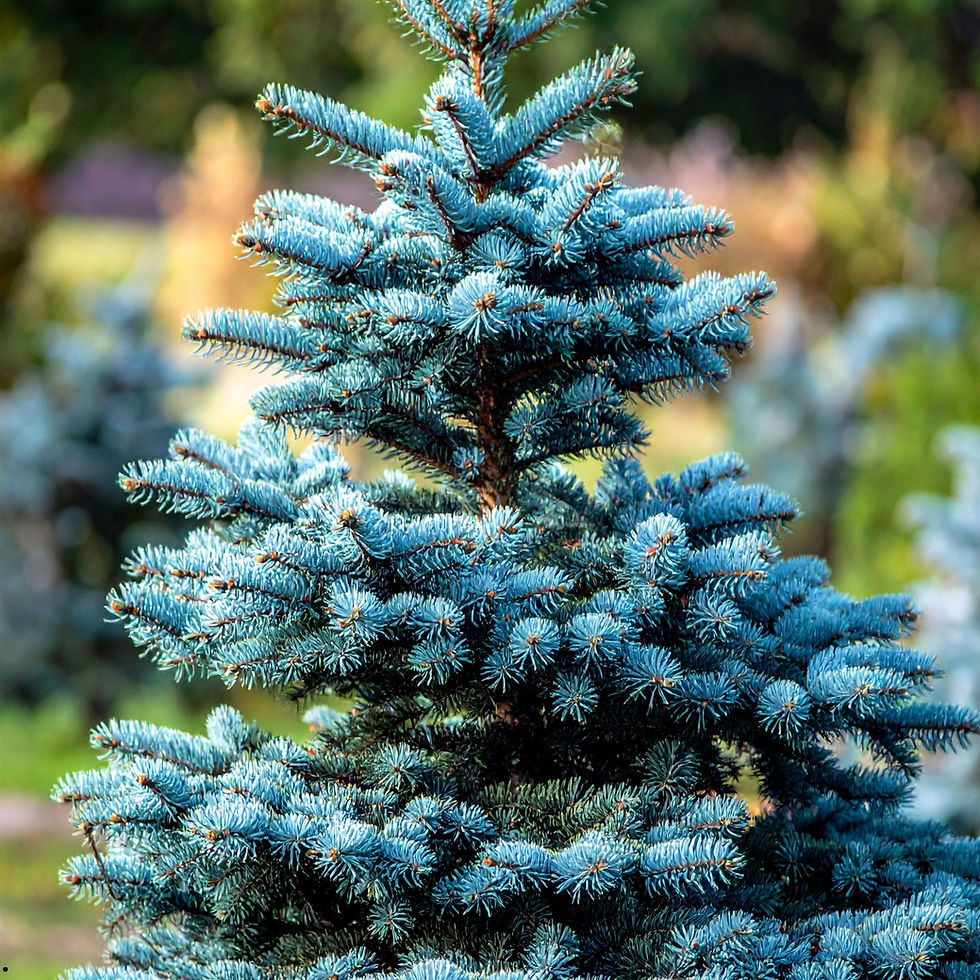 Thumbnail: A Common silver fir tree photo taken at a distance.