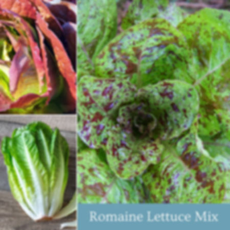 A mix of different purple and green romaine lettuce varieties