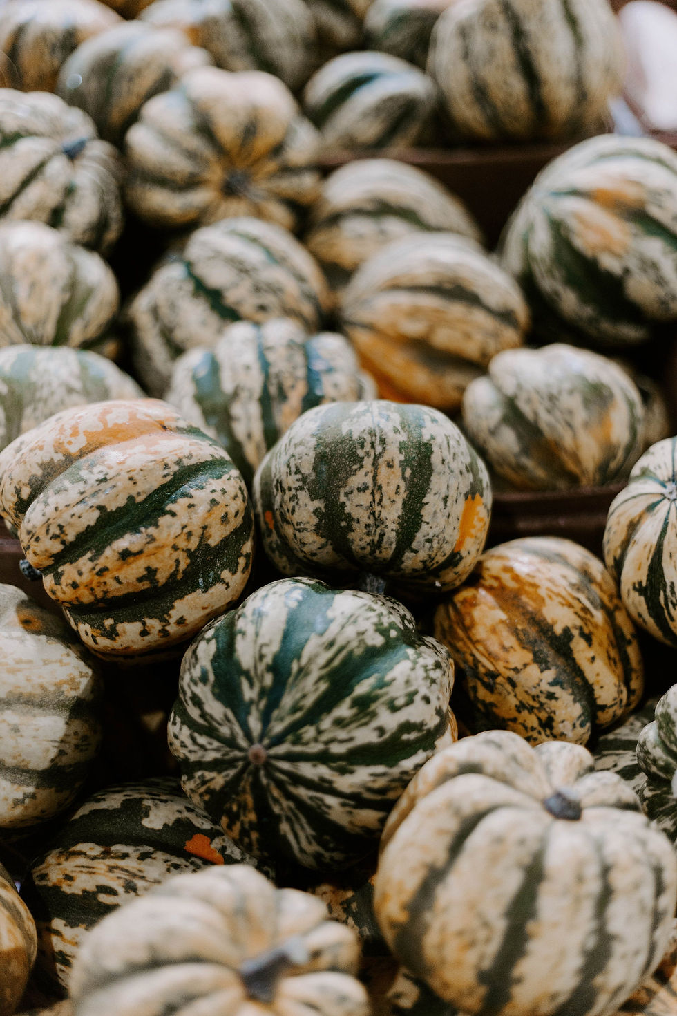 Miniatura: A large amount of Jester Delicata squash on a table.
