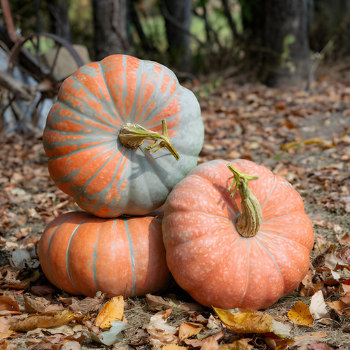 Neverland F1 Pumpkin seeds | Blue Pumpkin Seed Co