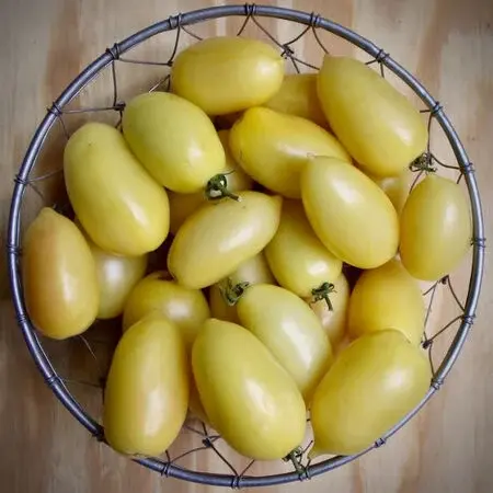 A wire basket filled with Cream Sausage tomatoes.