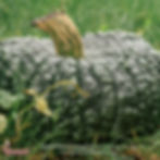 Thumbnail: A large Marina Di Chioggia pumpkin in the grass.