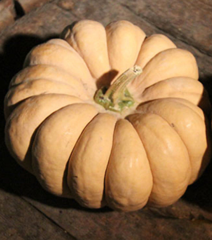 Thumbnail: Light shining on a Kikuza pumpkin.