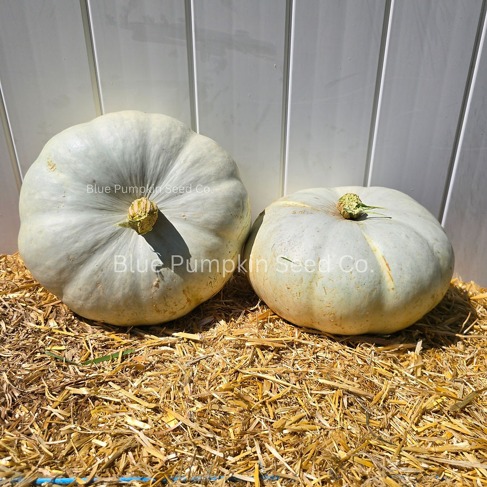 Thumbnail: Two Gray Ghost F1 pumpkins in front of a white vinyl fence.