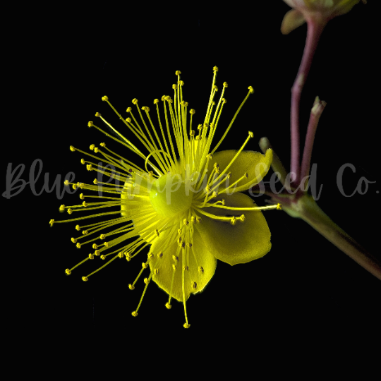 Miniatura: A single yellow flower of the St. John's wort plant.