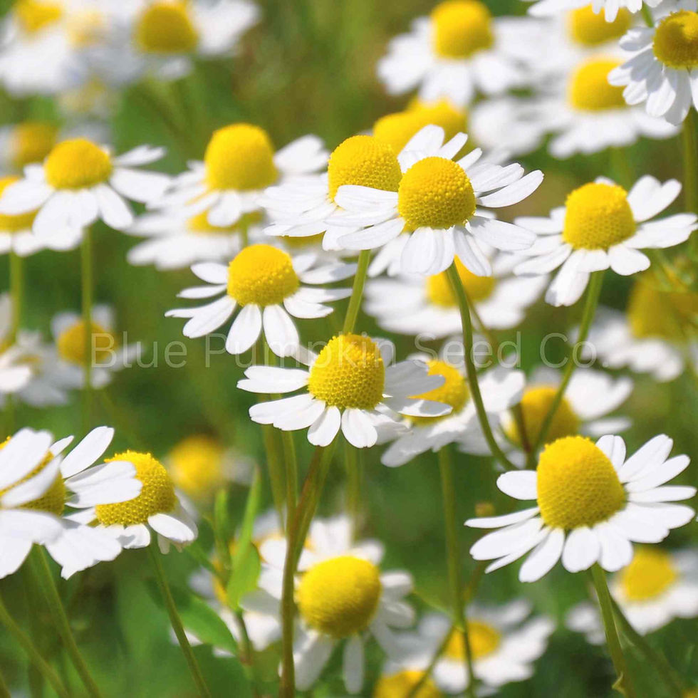 Miniatura: German Chamomile seeds