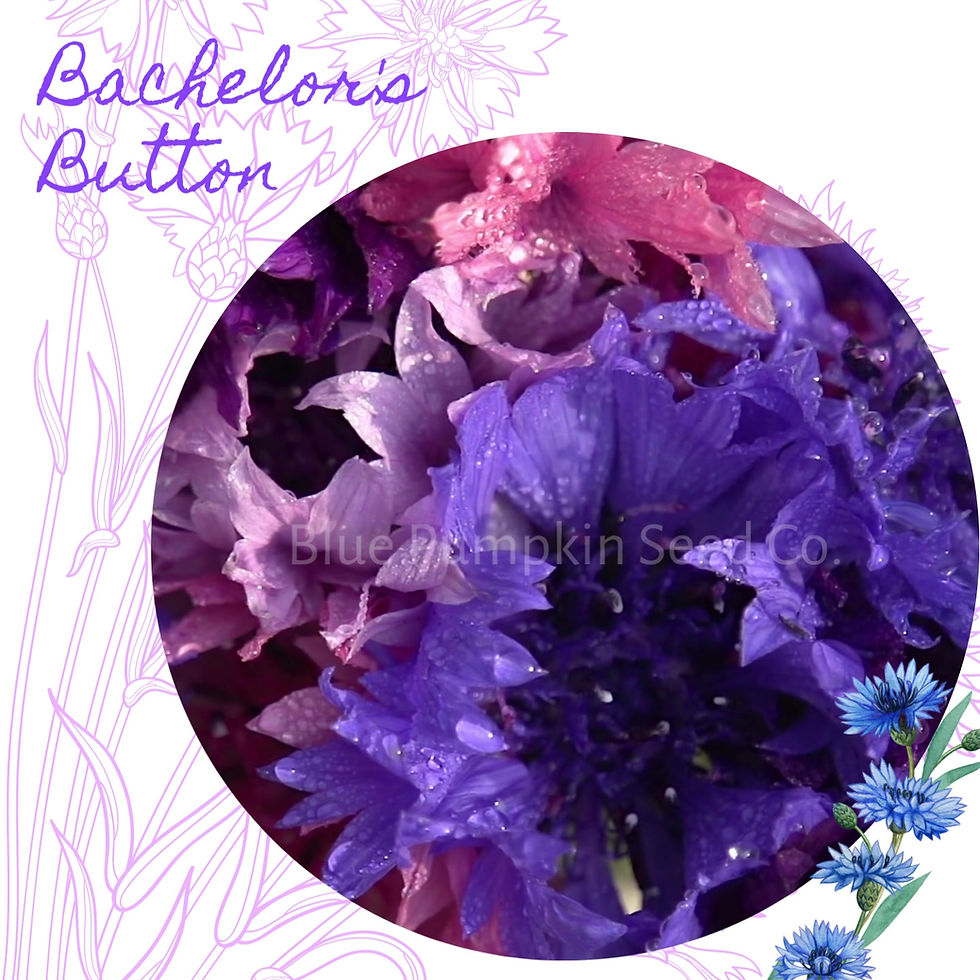 Thumbnail: Bachelor's button Polka Dot seed mix (annual)