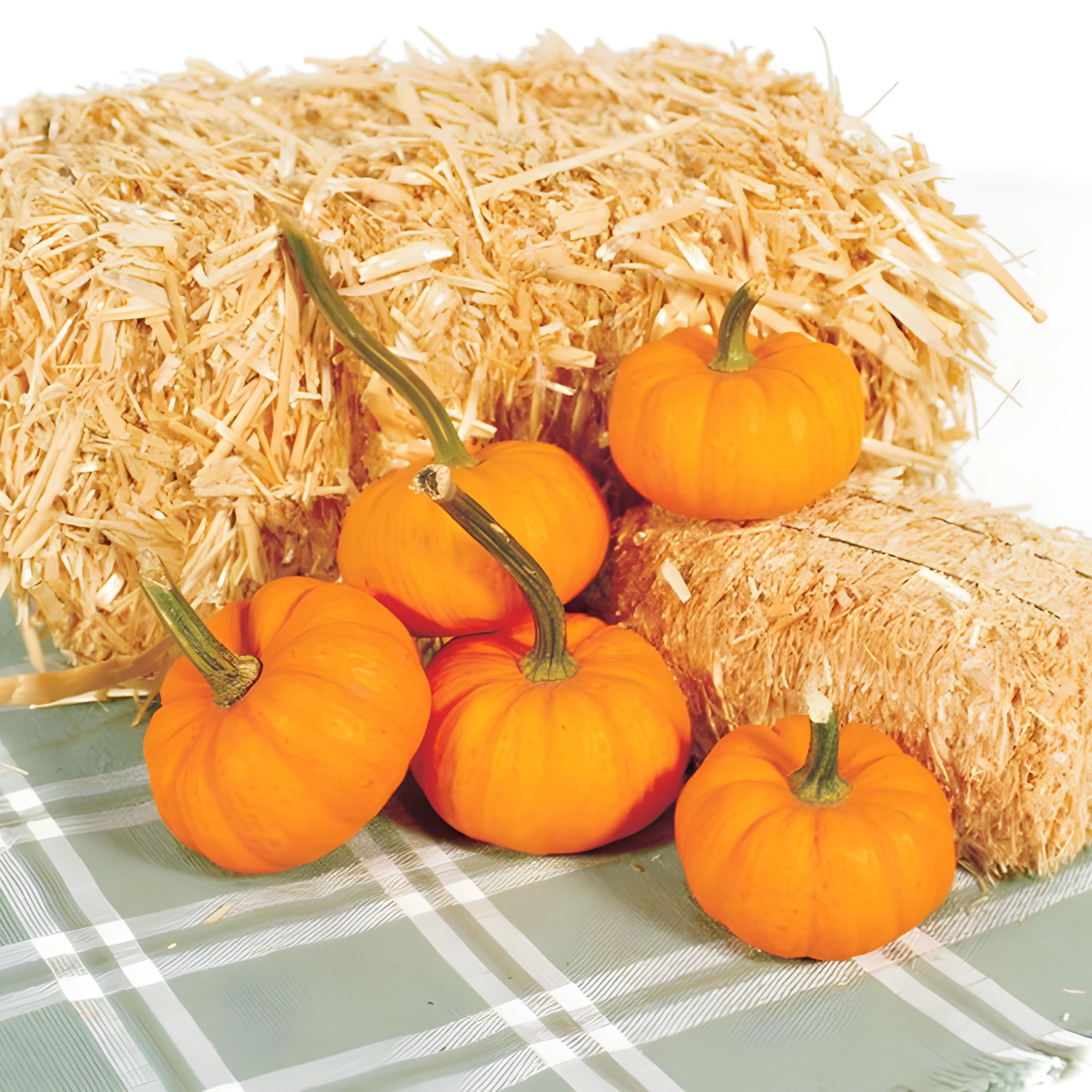 Add a touch of classic charm to your fall harvest with the Gold Dust F1 pumpkin! This delightful miniature variety boasts int