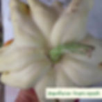 Thumbnail: Yugoslavian Fingers squash sees video.