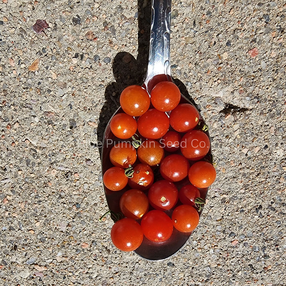 A spoon full of Spoon Tomatoes.