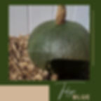 Thumbnail: A Tokyo Blue pumpkin we grew in our garden.