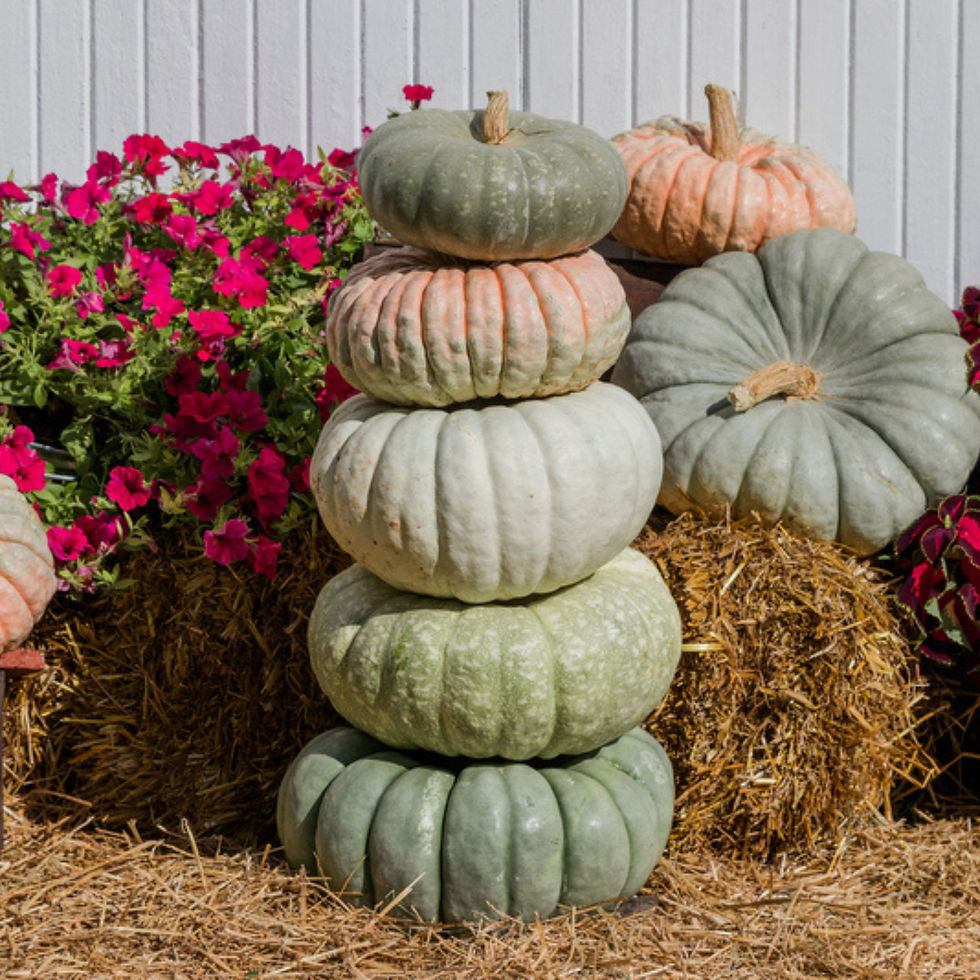 Thumbnail: A stack of green, white, pink, blue, and grey Calico Bell pumpkins.