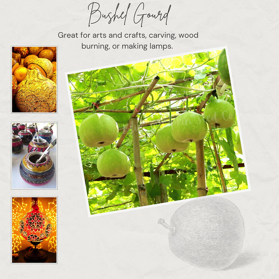 Thumbnail: Bushel Basket gourd seeds video.