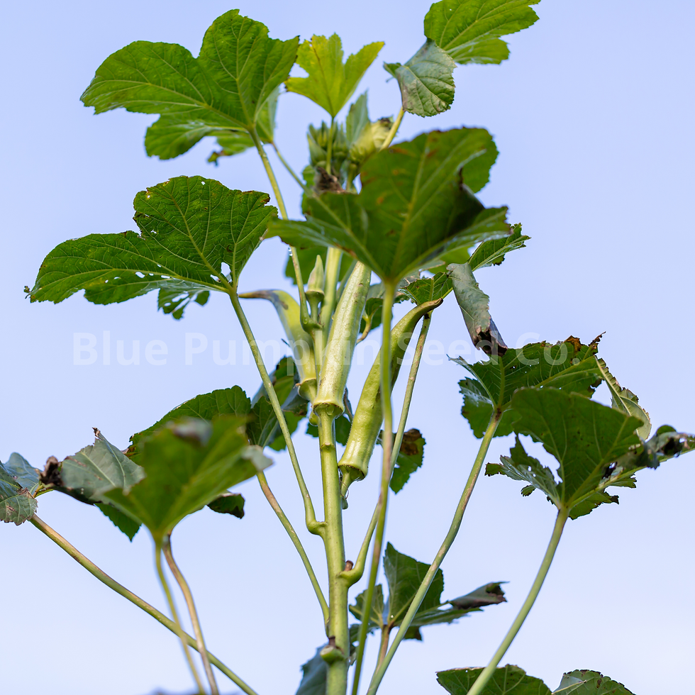 Miniatura: A Cow Horn Okra plant growing in a garden.
