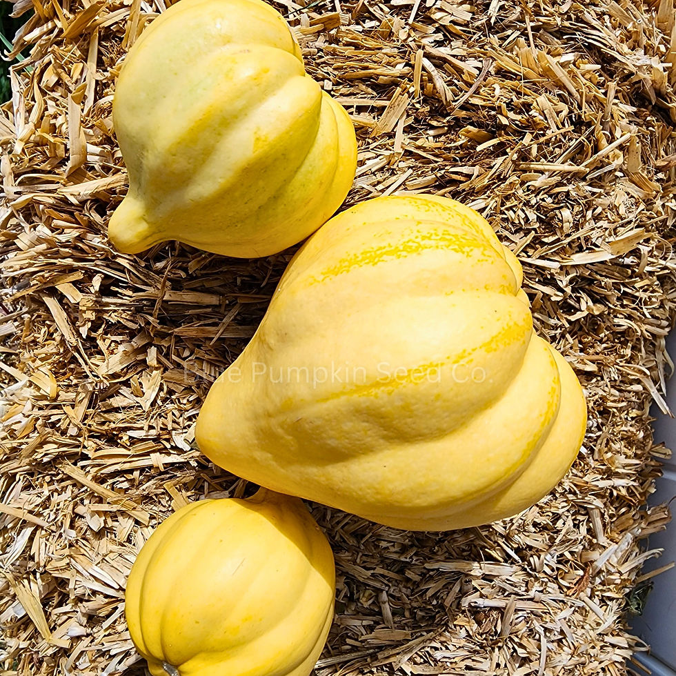 Miniatura: The top view of a few Thelma Sanders squash.