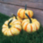 Three Sweet Lightning pumpkins against a wooden fence.