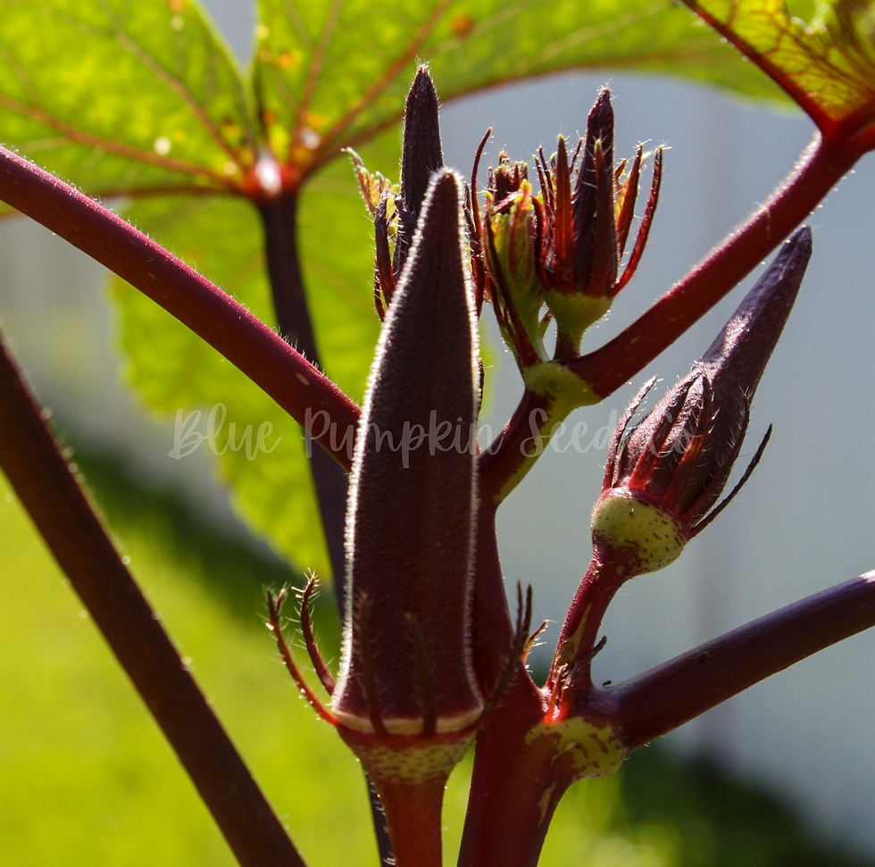 A young Red Burgundy Okra pod maturing in the sun.