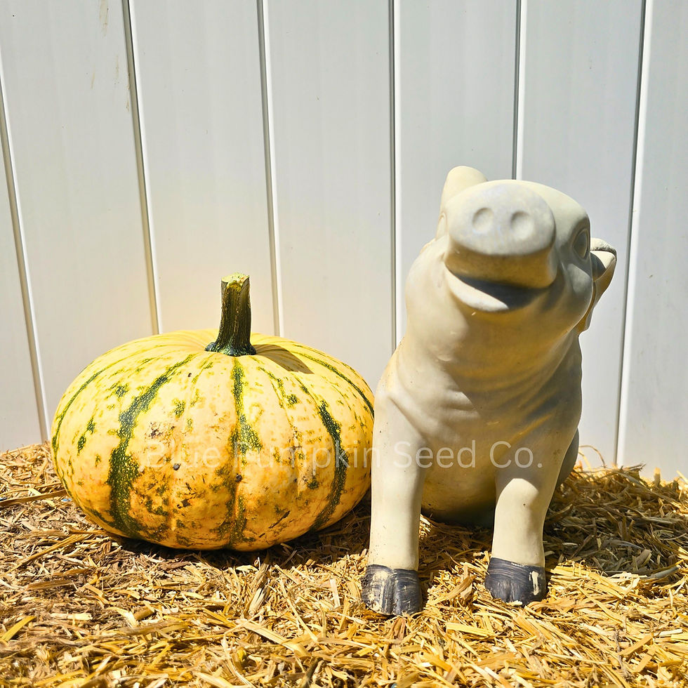Thumbnail: A Barn Dance F1 pumpkin next to a ceramic pig.