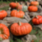 Thumbnail: Several Daybreak F1 hybrid pumpkins on a layer of rocks.