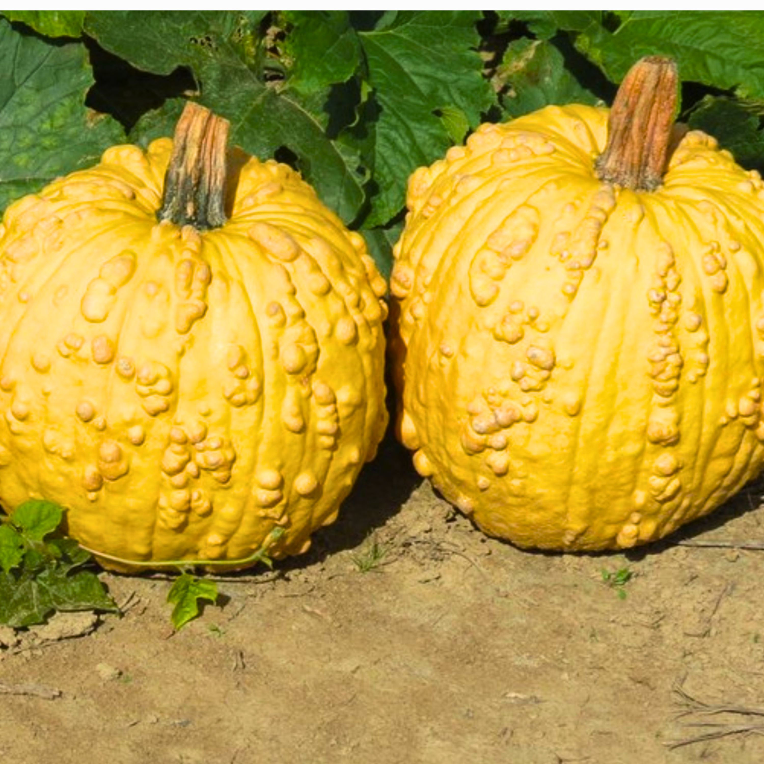 Two Homestyle F1 pumpkins on a patch of dirt.