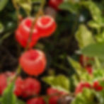 Chinese Lanterns hanging in the sun.