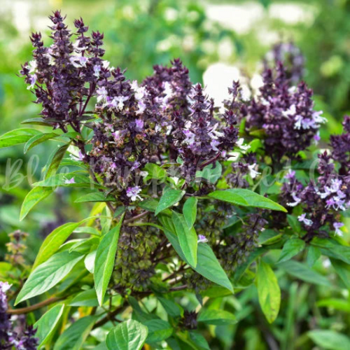 Cinnamon Basil seeds Blue Pumpkin Seed Co