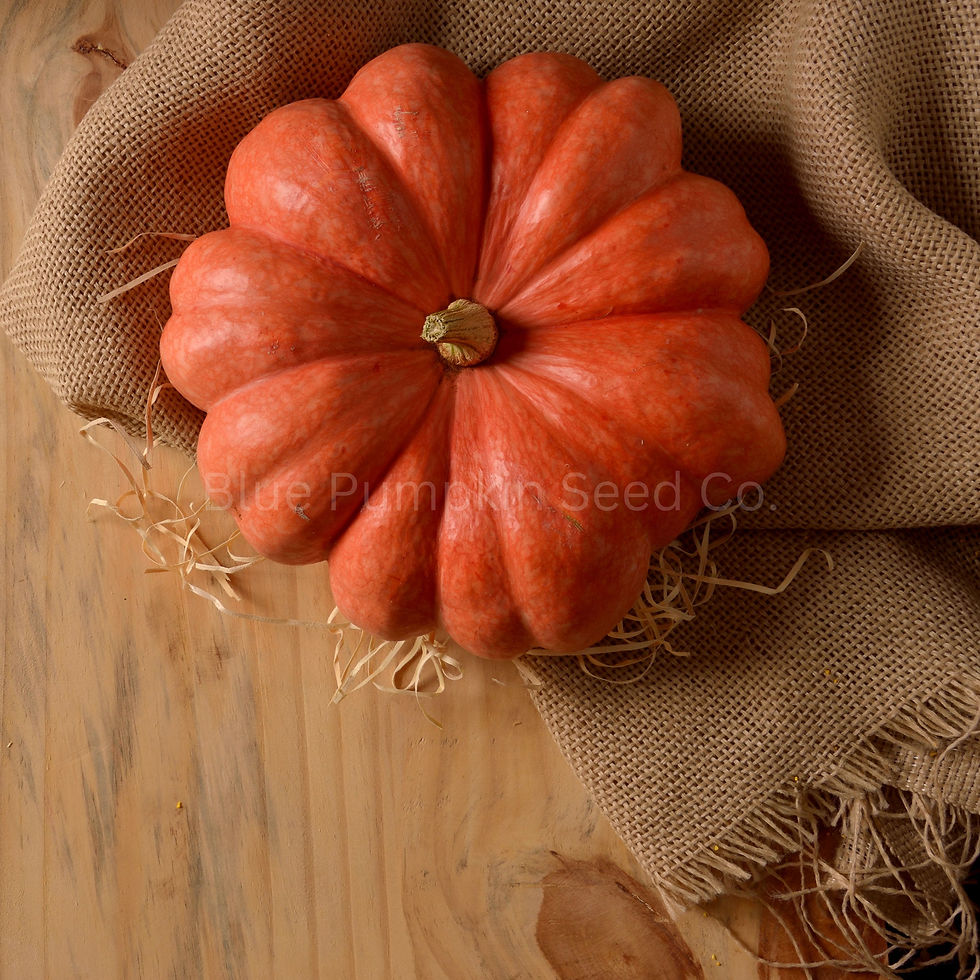 Thumbnail: A top view of a Moranaga squash on burlap.