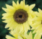 Front view of a Buttercream sunflower.