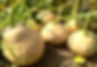 Thumbnail: Several Mrs. Amerson's squash growing on the vine.