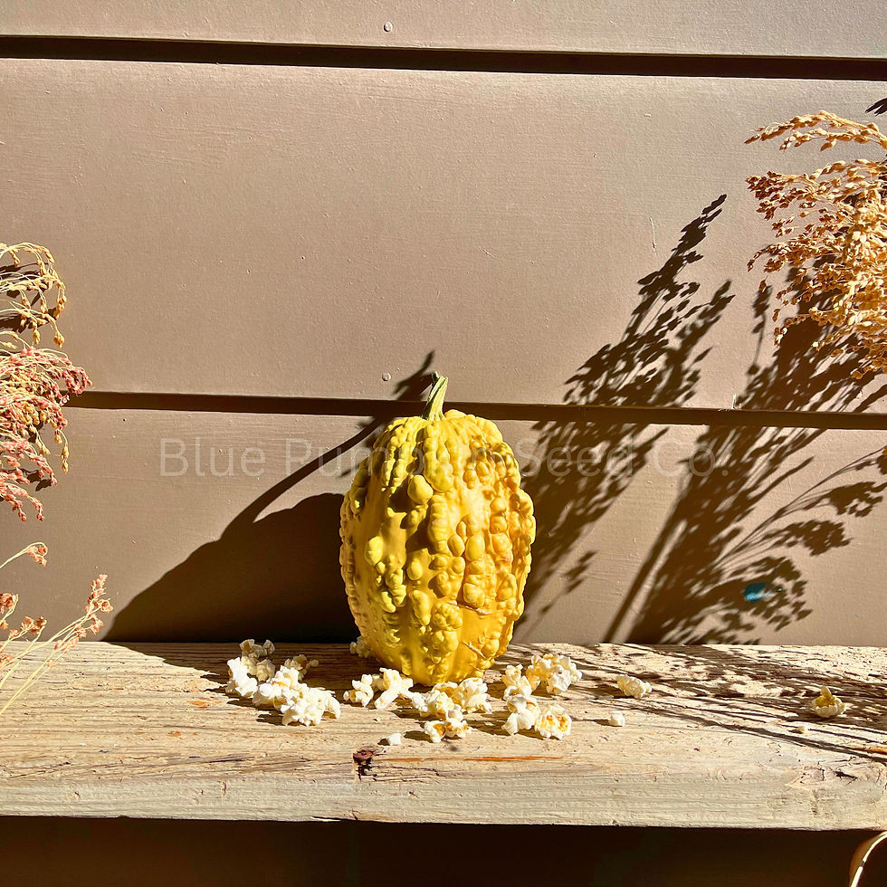 Thumbnail: A Popcorn F1 pumpkin on an antiquated wooden shelf.