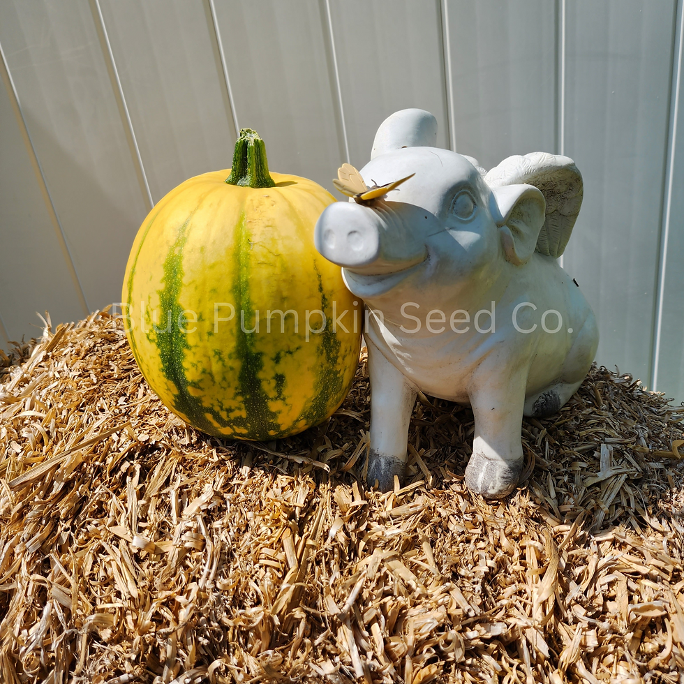 Thumbnail: Tours pumpkin next to our ceramic pig to show scale.